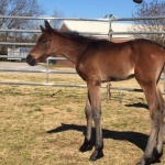 AMOUS - Out of Only The Blue Will Do (Owned by Marlee Canfield)